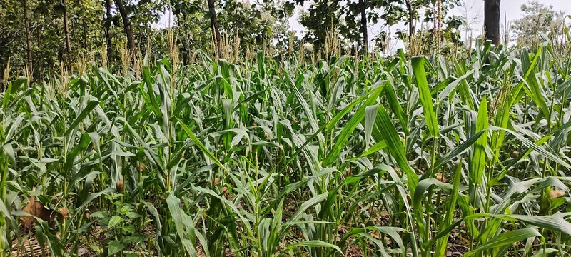 Close-up view of corn plants with visible corn silk, showing early stages of corn growth in a farm environment. Ideal for agriculture and food production concepts.