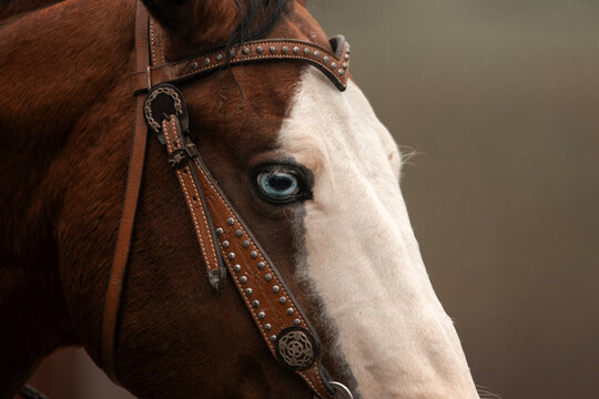 Horse blue fish eye