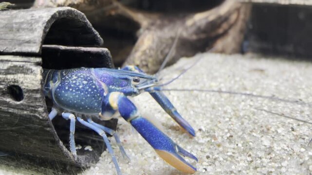Blue crayfish emerging from log