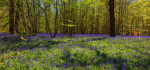 Naklejka premium Bluebells at Hole Park in Kent UK