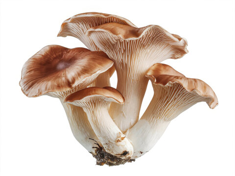 Pleurotus ostreatus cluster with brown caps showing gills against isolated white background.