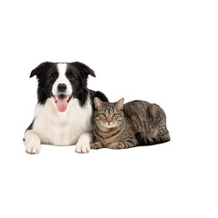 Fototapeta premium bernese mountain dog