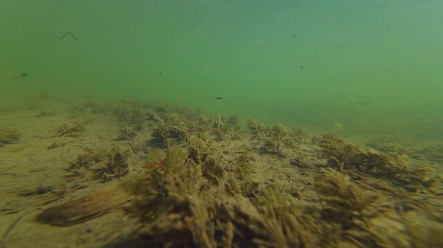 river Uzh in Uzhhorod, Myriophyllum spicatum plant vegetation, bitterling fish in shallow underwater aquascape, organic particle silt, sand, alluvium sediment after flood, nature exploration concept