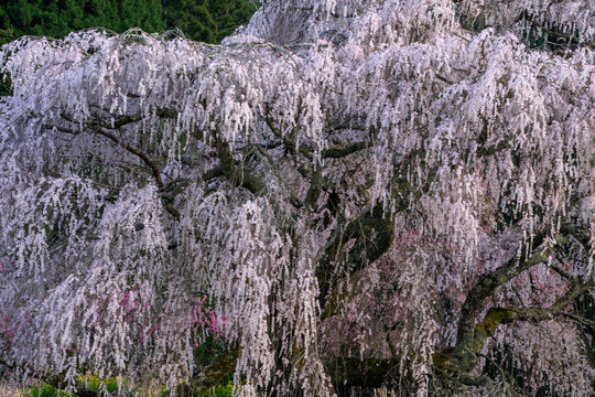 Matabei Zakura huge weeping cherry tree