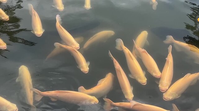 Group of light-colored koi fish swimming in clear pond water with reflections of surrounding trees.