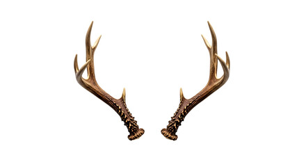 Fototapeta premium Pair of deer antlers from buck on transparent background.