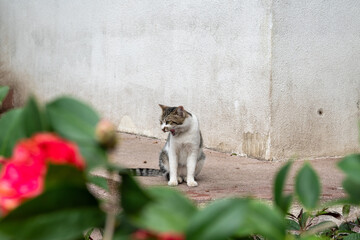 kitty in a garden  © ts