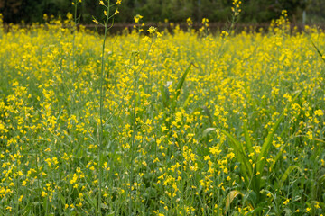 Obraz premium Rapeseed flowers sea