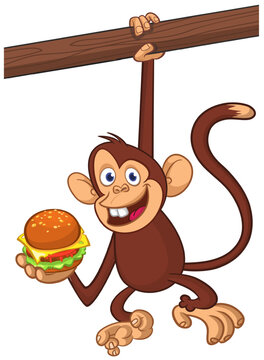 Cartoon funny monkey chimpanzee holding hamburger or cheeseburger in his hands. Vector illustration of happy monkey character design isolated.