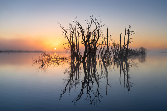 A foggy, spring sunrise over a swamp area with drowned trees. Drenthe, The Netherlands.