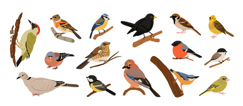 Ukrainian birds big vector collection with blackbird, bullfinch, chaffinch, greenfinch, jay, sparrow, blue tit, nuthatch, woodpecker. Flat illustration of forest and garden species
