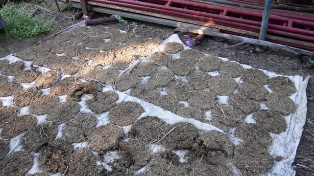 Gobar chana are dried cow dung cakes used as eco-friendly fuel and organic fertilizer. This traditional practice supports sustainable living, soil health, and self-sufficient rural communities.