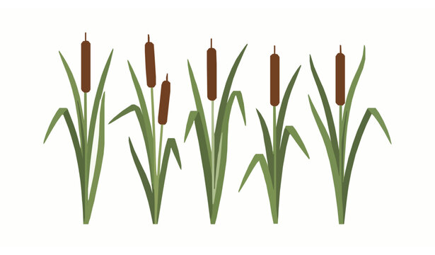Cattail plants vector set with reed stems and brown spikes isolated on white background