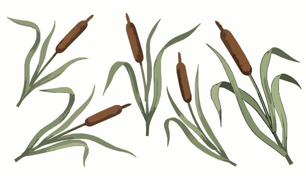 Hand-drawn cattail reeds vector illustration set with natural botanical detail isolated on white