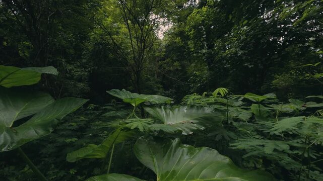 Close view of tropical plants featuring large alocasia leaves in the foreground with rich green foliage in the background, creating a fresh, vibrant, and natural jungle atmosphere.