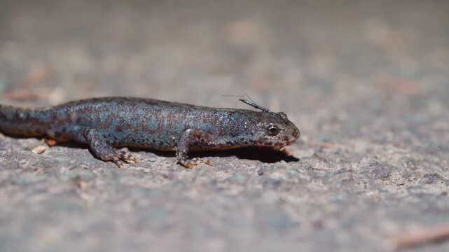 Side View Of Alpine Newt With Blue-grey Mottling On Concrete Path In Light. close-up shot