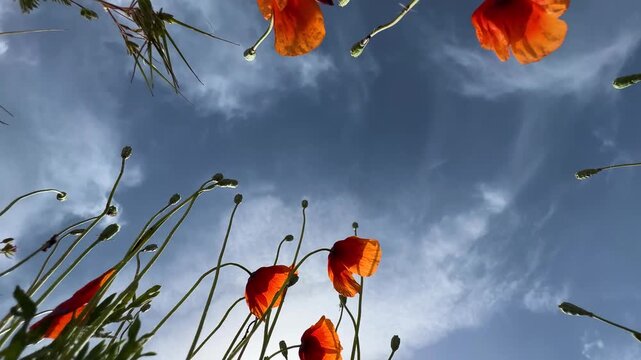 vibrant poppies field in military operation in Iran blue sky USA air force desert landscape panoramic horizon cloud sunlight poppy flower environment scenic wilderness travel remote earth geopolitics