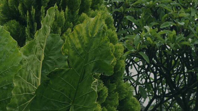 Gentle drizzle falling in a tropical garden featuring alocasia leaves, cypress trees, and frangipani, creating a calm, refreshing atmosphere with lush greenery and soothing natural rain ambience.
