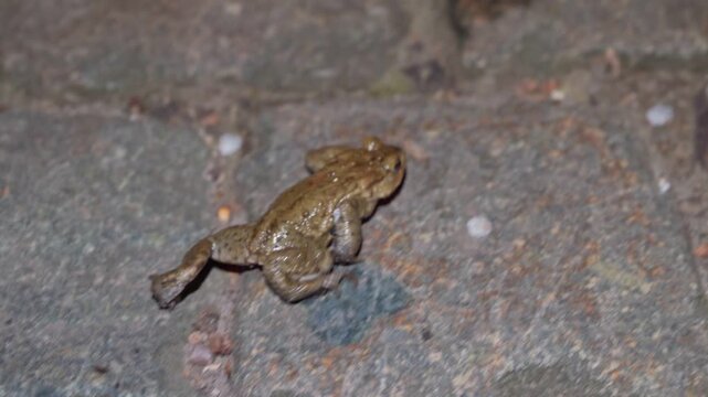European Common Toad (Bufo bufo) Moves Slowly across Paved Road Surface under Dim Light (Macro Close Up Shot)