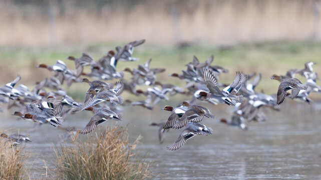 Eurasian Wigeons (Mareca penelope) in Flight in Winter