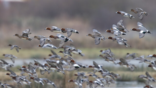 Eurasian Wigeons (Mareca penelope) in Flight