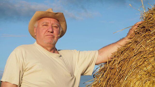 Old farmer relaxes as sun sets over field. Senior involved in agricultural work observes tranquil sunset patiently. Portrait farmer at haystack with straw in mouth inspects fields after harvesting