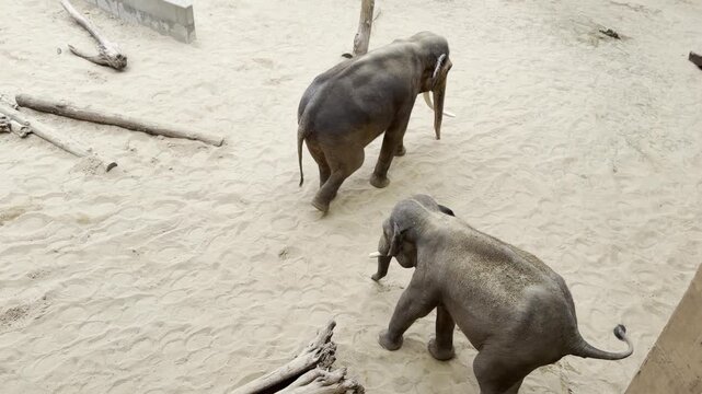 Elephants walking on sandy enclosure