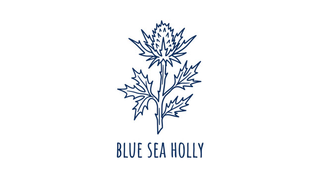 Blue Sea Holly Delicate Line Art of the Plant