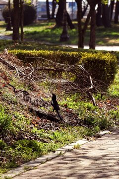 bird is walking in the woods
