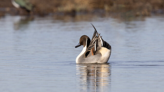 Male Northern Pintail (Anas acuta)