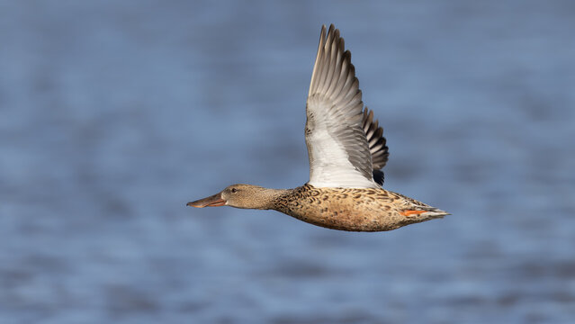 Female Northern Shoveler Duck (Spatula clypeata) in Flight