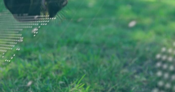 Animation of data processing and globe over horse