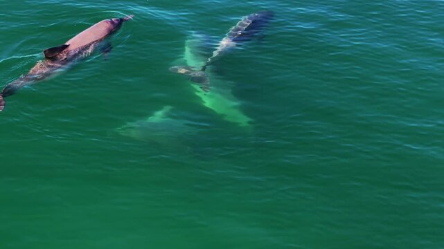 Boto-cinza Sotalia guianensis