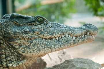 Fototapeta premium Close Up Crocodile Head with Sharp Teeth and Eye Detail, Dangerous Predator Reptile, Wildlife Macro Texture, Exotic Animal Portrait in Natural Habitat 