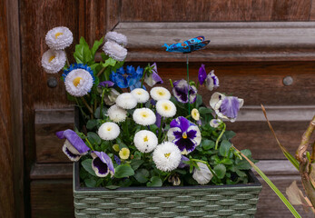 A woven rectangular planter holds blooming pansies, Bellis perennis daisies, and blue flowers, accented with a decorative butterfly pick. Set against a wooden door, the arrangement suits spring garden © Volha