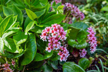 Fototapeta premium Bergenia Crassifolia Pacifica Grows in a Garden With Green Leaves and Pink Flowers in Spring Sunlight Near a City Park