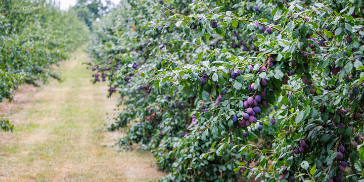 Lush trees filled with ripe purple plums stretch along a serene pathway in an orchard under clear skies in late summer