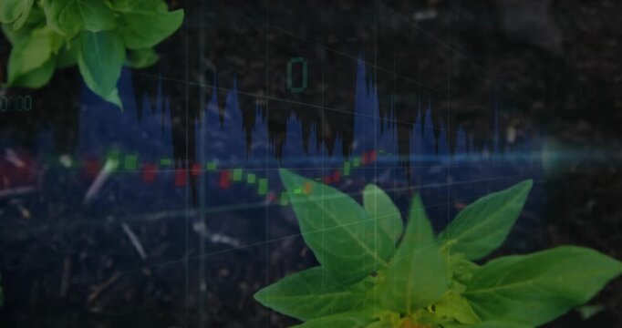 Animating overlay, rosette shifting, orange spike moving over soil for growth tracking with markers