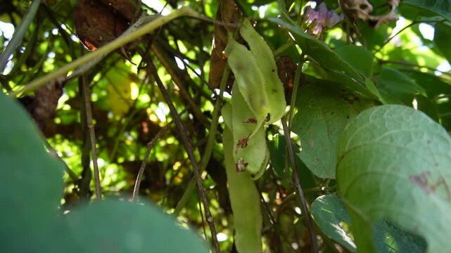 Hyacinth bean (Papdi) pods growing on a healthy plant in a natural farm. Shows pod stage, leaf growth, and field conditions, highlighting crop care, yield importance, and sustainable farming.