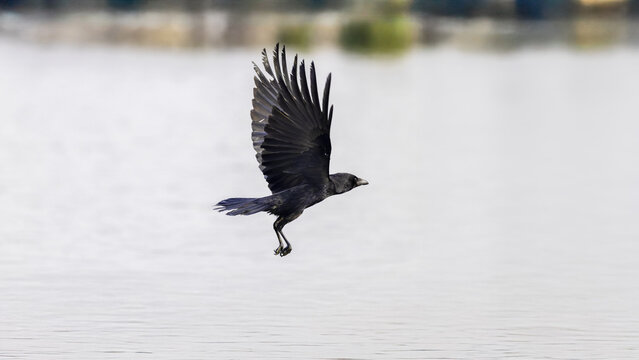 Carrion Crow (Corvus corone) In Flight with Food Morsel