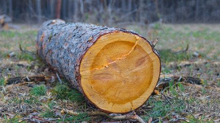 tree trunk on the forest glade © Yuriy Kulik