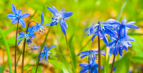 closeup heap of wild blue snowdrop flowers on spring forest glade © Yuriy Kulik