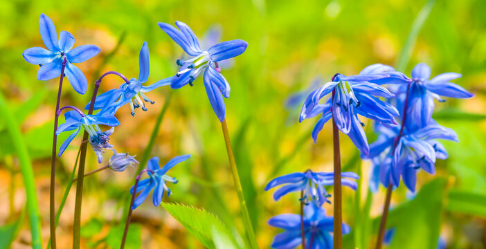 closeup heap of wild blue snowdrop flowers on spring forest glade