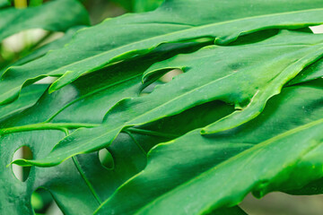 Macro photograph of a green Thaumatophyllum bipinnatifidum leaf. Prominent vein network © FuzullHanum