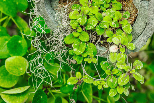 Macro photography of Alsobia Episcia dianthiflora (Lace Flower) . The velvet-textured green leaves