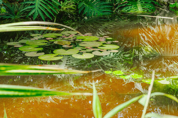 Nymphaea leaves floating on a still pond surface. The water reflects surrounding greenery © FuzullHanum