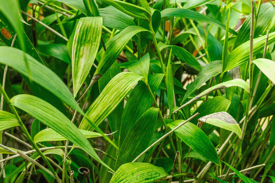 A natural landscape shot featuring Setaria palmifolia, or palm grass, characteristic pleated leaves