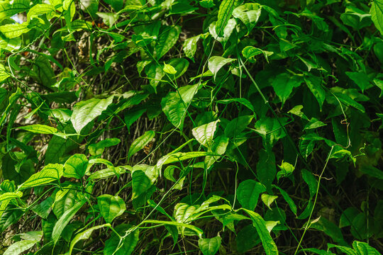 Dioscorea alata foliage, large heart-shaped green leaves with prominent longitudinal veins