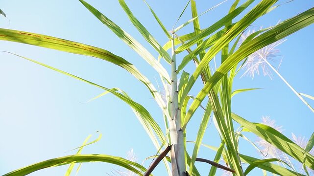 Low-angle view of a healthy sugarcane crop with lush green leaves. Shows real field conditions, plant growth, and structure, highlighting good farming practices and crop health.