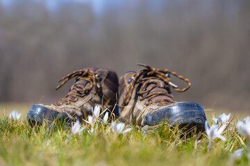 closeup pair of touristic boot stay on forest glade in grass © Yuriy Kulik